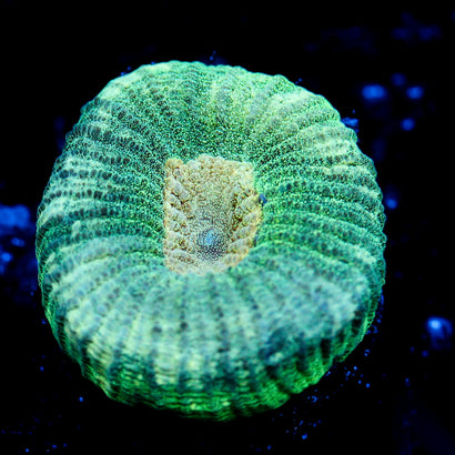 Neon Green Favia
