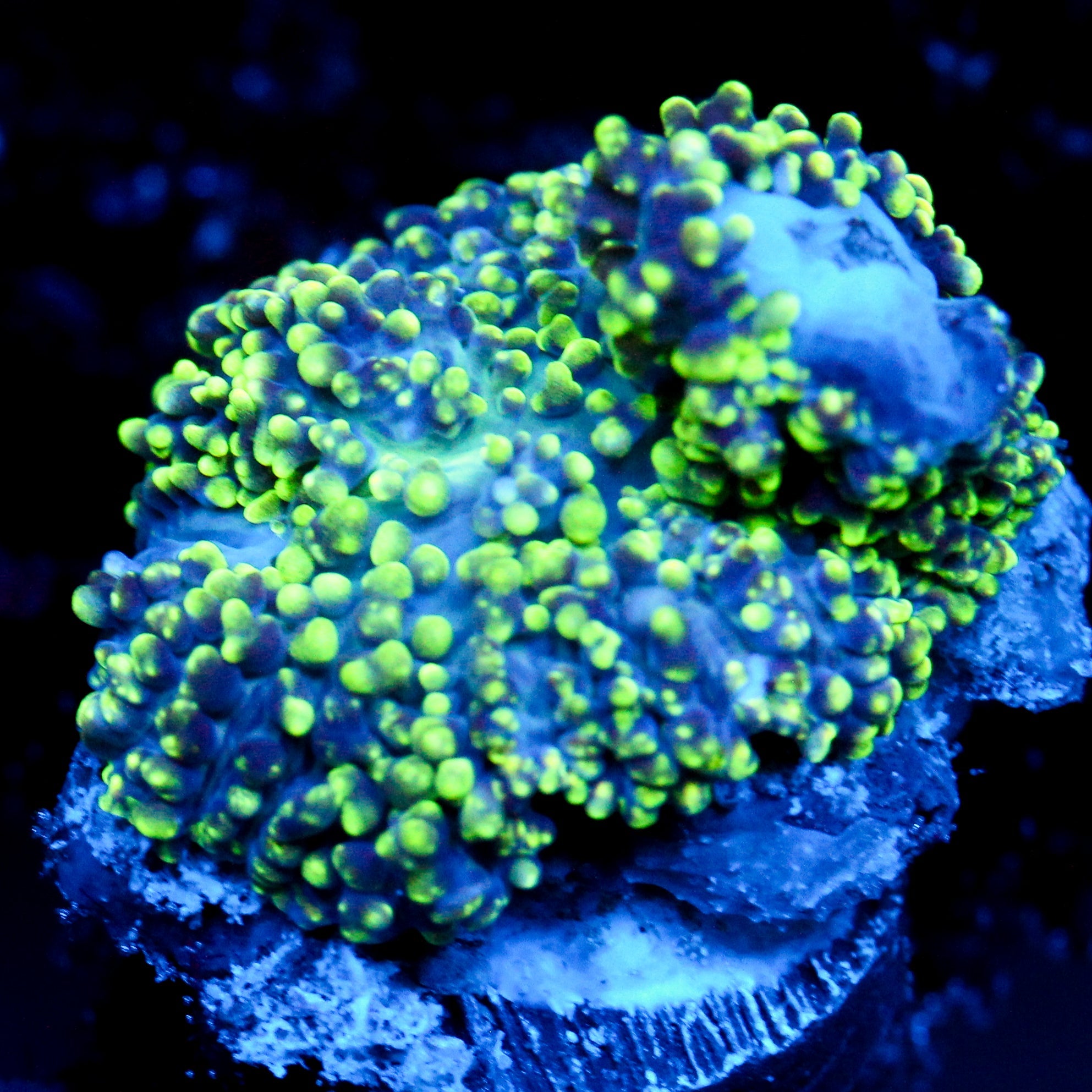 JC Fuzzy Wonder Mushroom