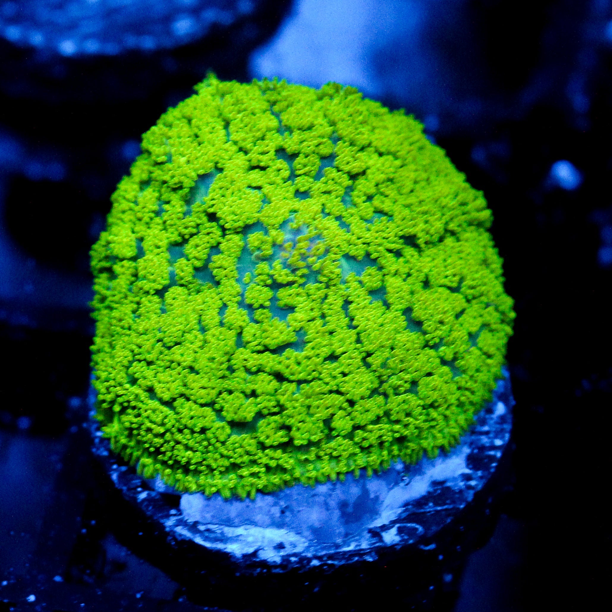 JC Neon Green Rhodactis