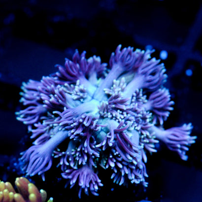 JC Blueberry Tart Goni