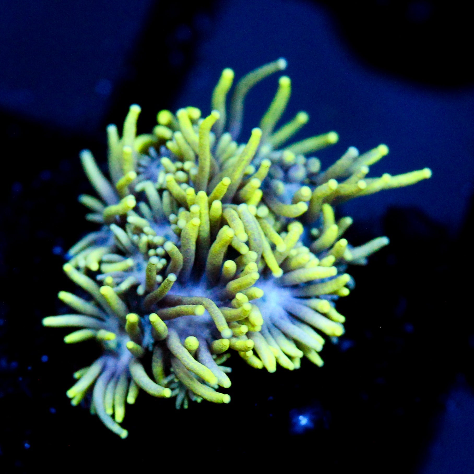 JC Neon Aura Goni