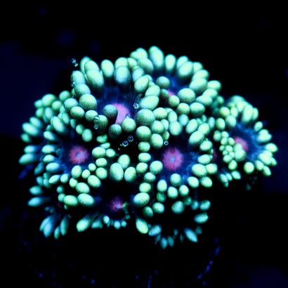 JC Phantasmic Flowers Goni