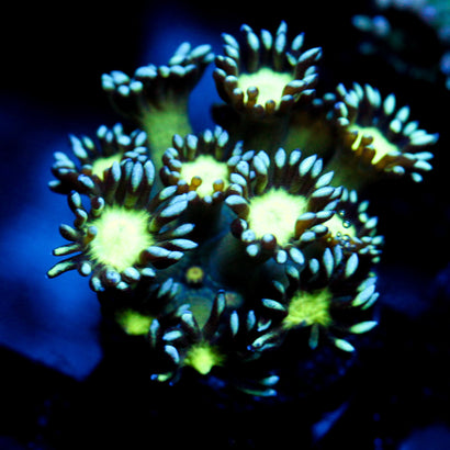 JC Cobalt Greed Goni