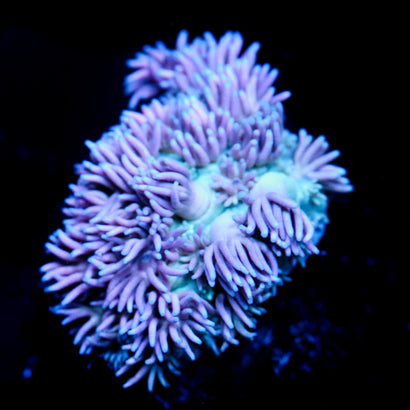 Jc Purple Kiss Goni