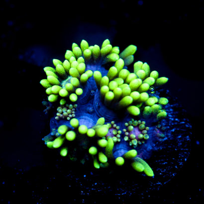 JC Alien Abduction Goni