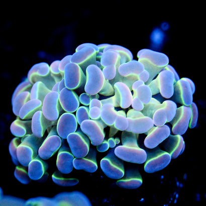 JC Ultra Hologram Hammer