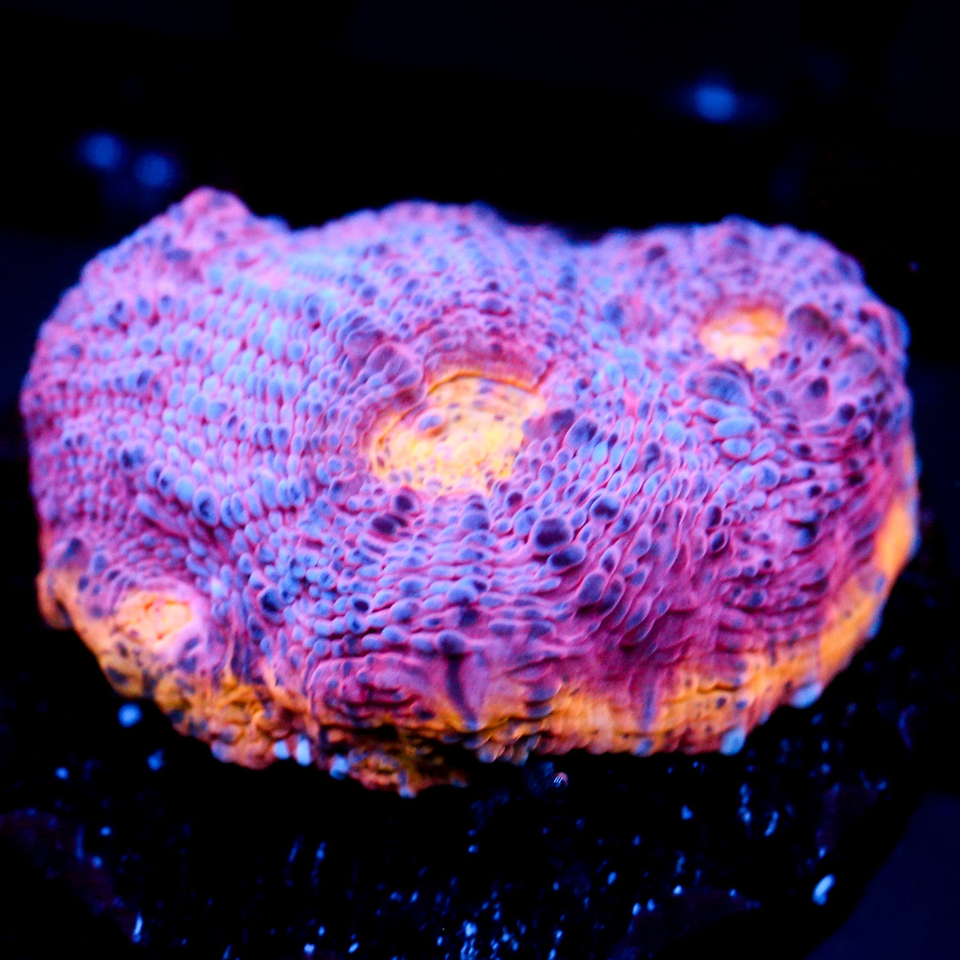 JC Grape Inferno Rainbow Chalice