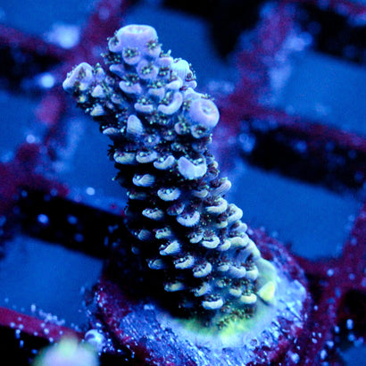 JC Purple Pillar