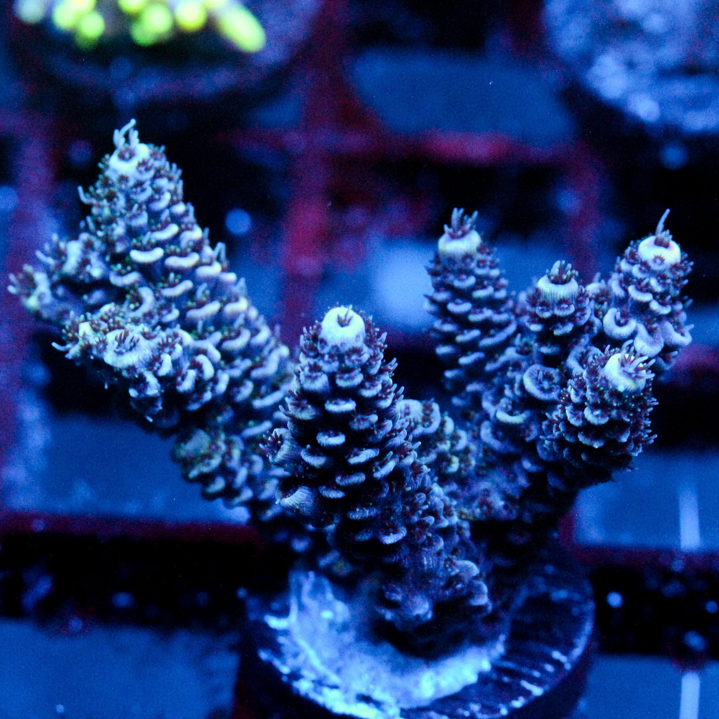 JC Ice Creep