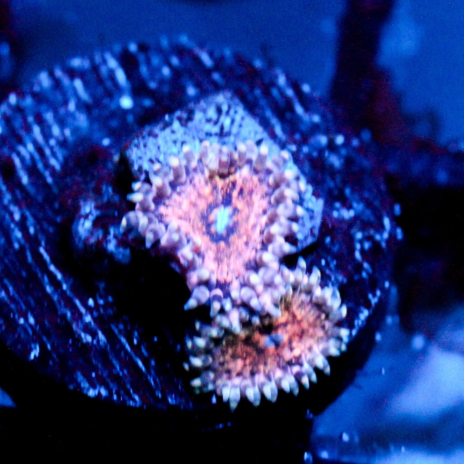 JC Neptunes Bounty Zoanthid