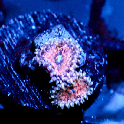JC Neptunes Bounty Zoanthid
