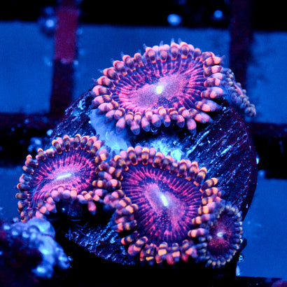 JC Purple Empress Zoanthid