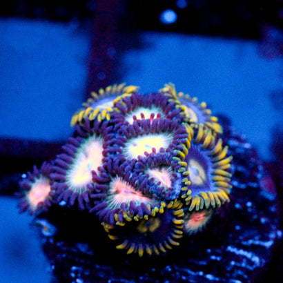 JC Blue Fever Zoanthid Mashup