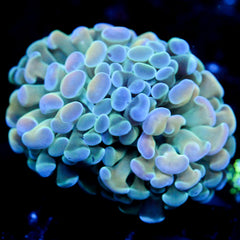 shopify auction