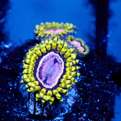 JC Purple Monster Zoanthid