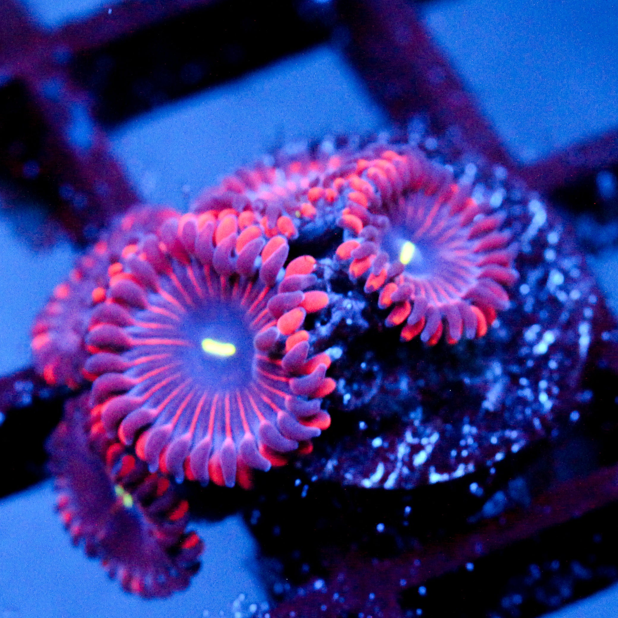 JC Purple People Eater Zoanthid
