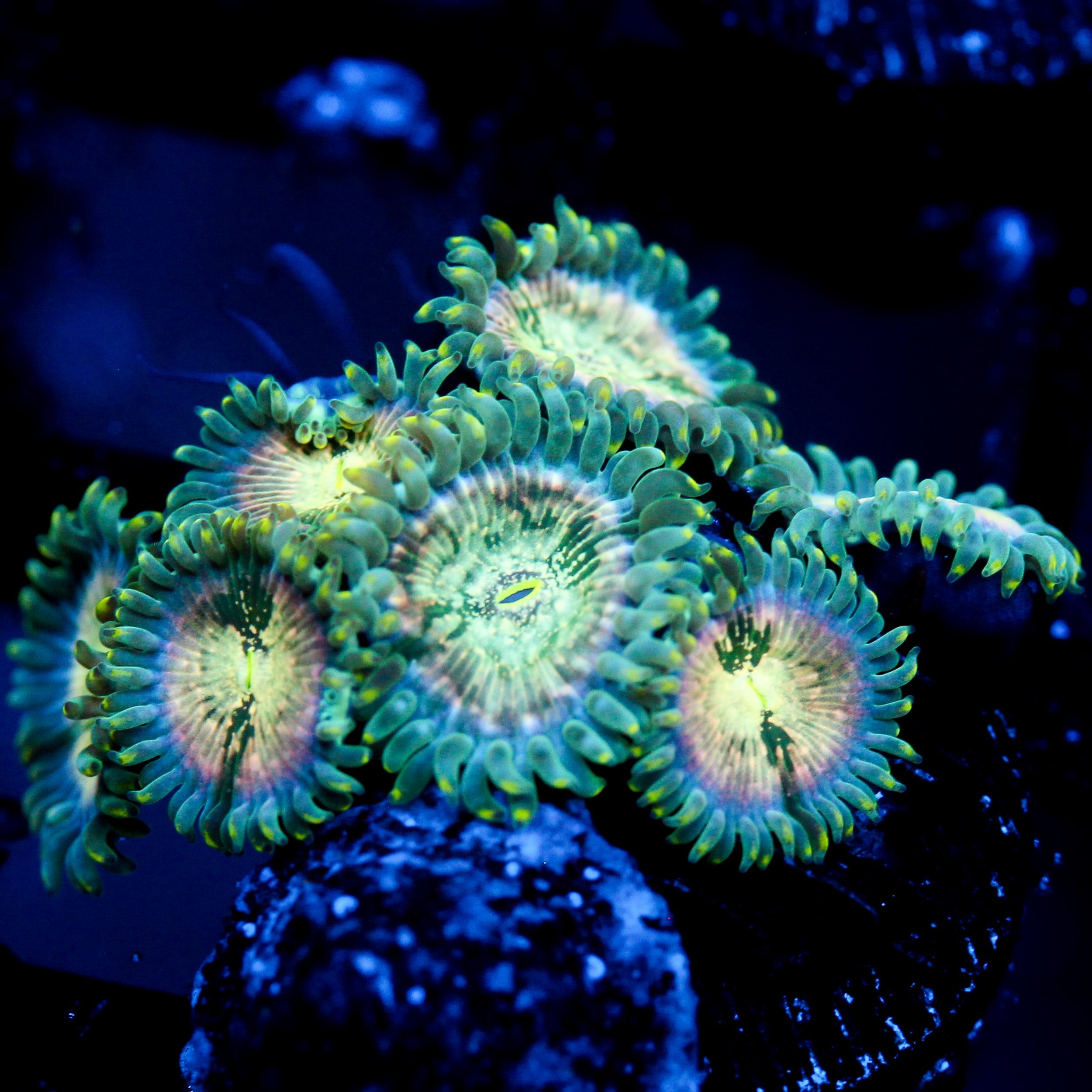 JC Hawaiian Ding Dang Zoanthid