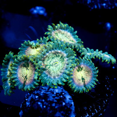 JC Hawaiian Ding Dang Zoanthid