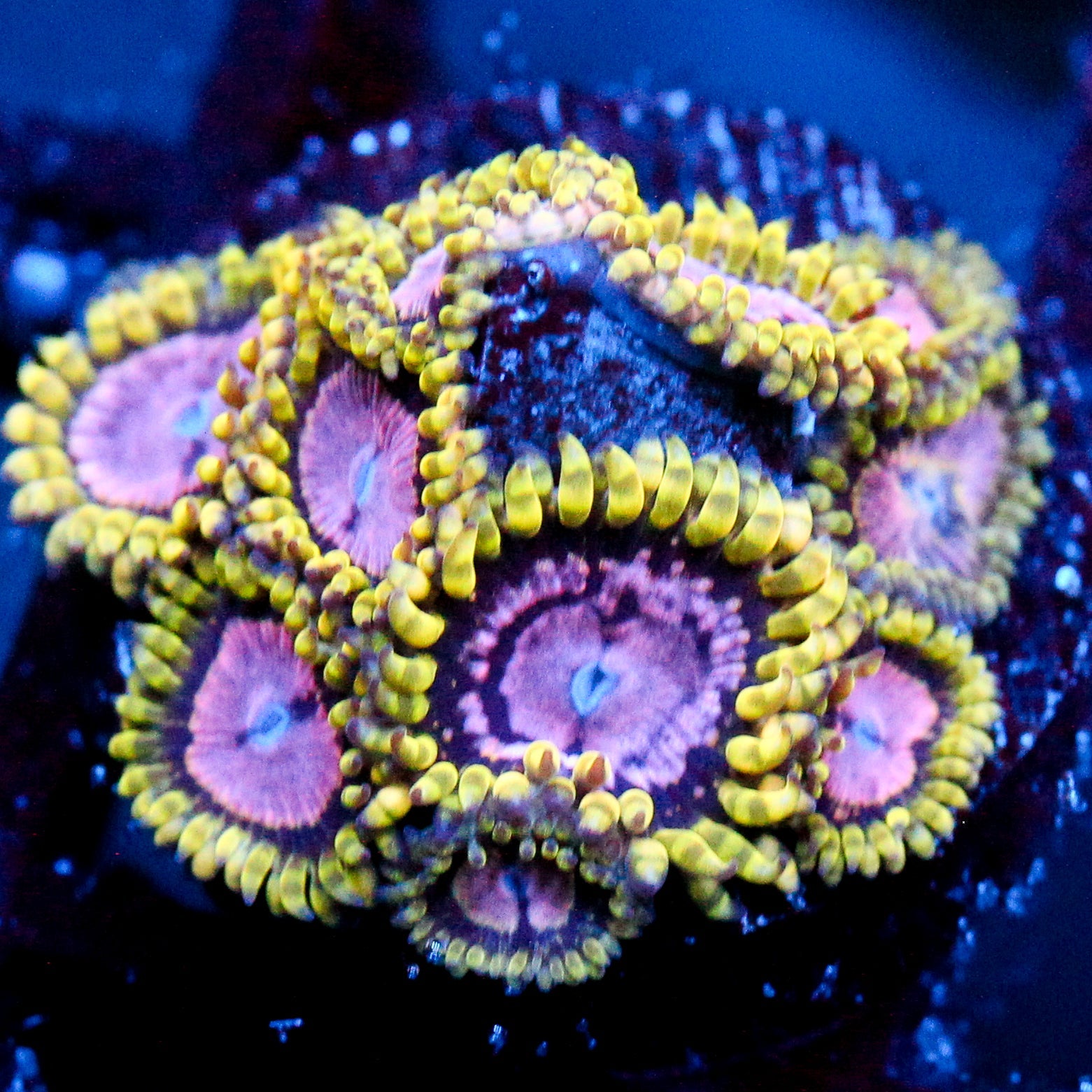 JC Purple Monster Zoanthid Cluster