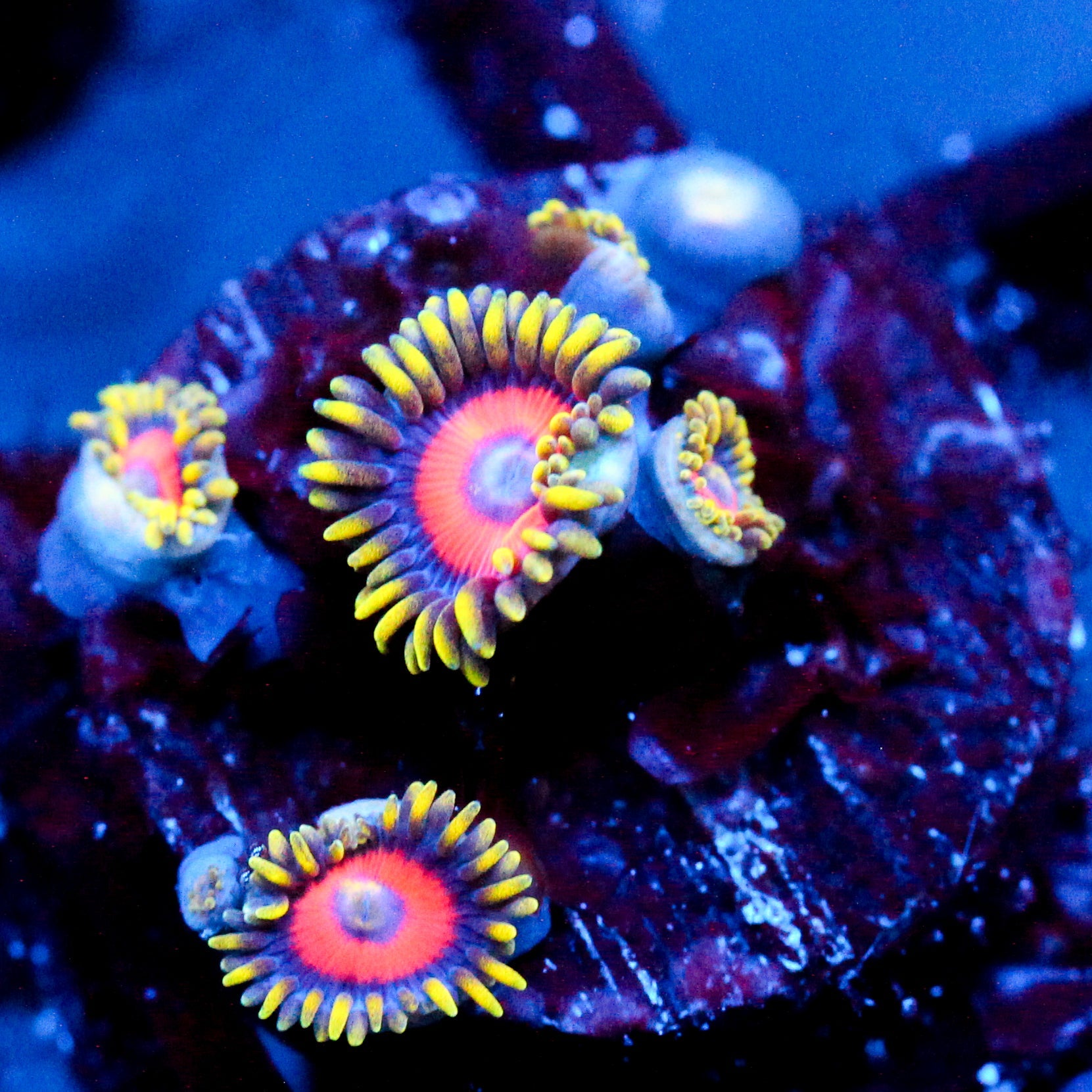 JC Fireworks Zoanthid