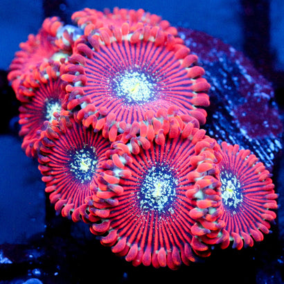 JC Magician's Zoanthid