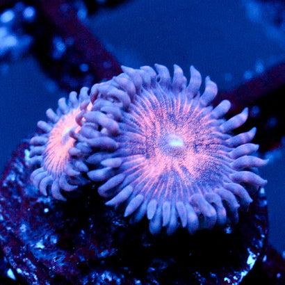 JC Amber Bliss Zoanthid