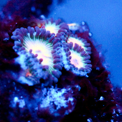 JC Blue Fever Zoanthid