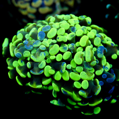 JC Ultra Splatter Hammer