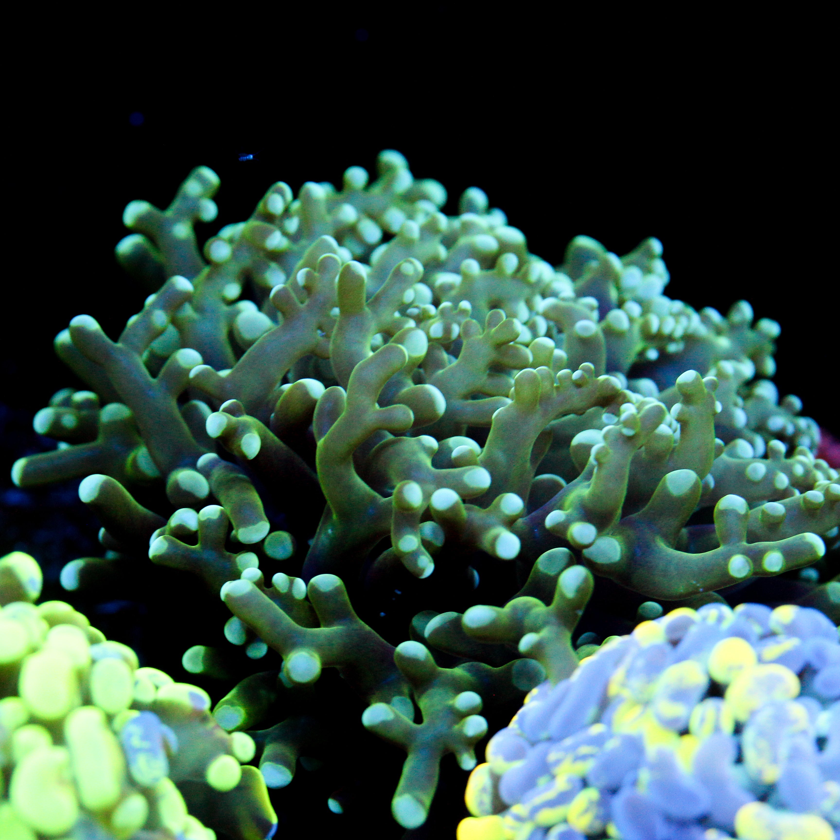 JC Green Legend Octo