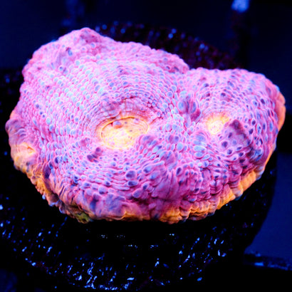 JC Grape Inferno Rainbow Chalice