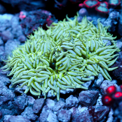 JC Ultra Rock Flower Anemone