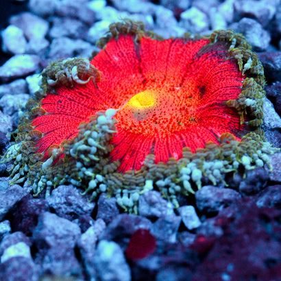 JC Ultra Rock Flower Anemone