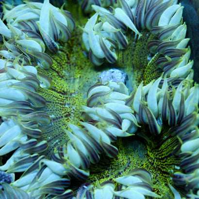 JC Ultra Rock Flower Anemone