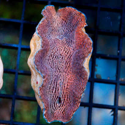 Large Zebra Derasa Clam