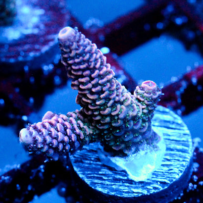 JC Purple Tide