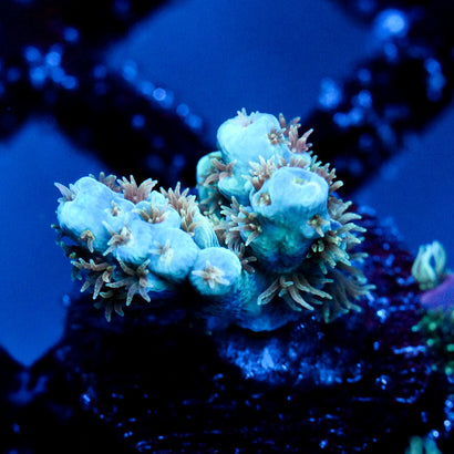 JC Caribbean Passion