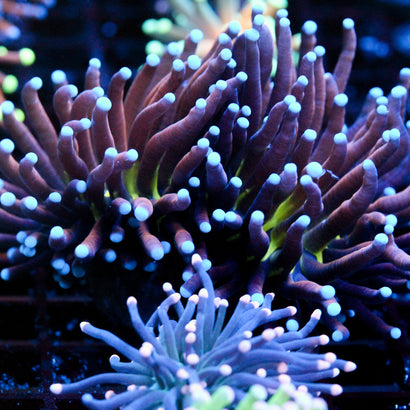 JC Ultra NYK 2 Heads