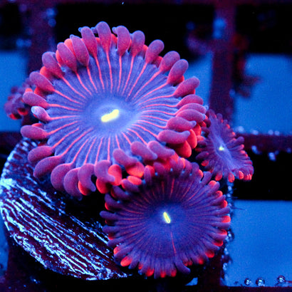 JC Purple People Eater Zoanthid