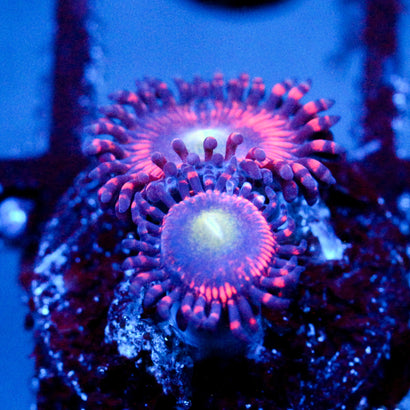 JC Valentine's Blurr Zoanthid