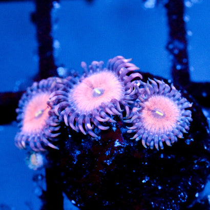 JC Amber Bliss Zoanthid