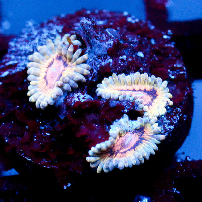 JC Oceanside Zoanthid