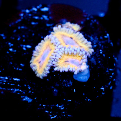 JC Blue Seam Zoanthid