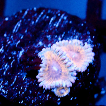 JC Baby Blues Zoanthid