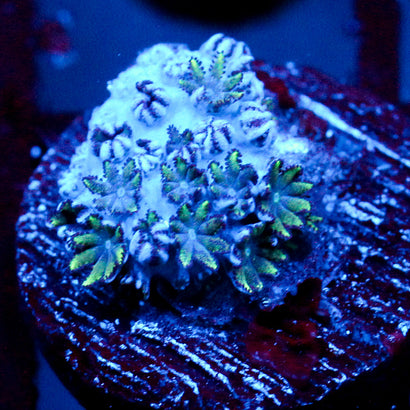 JC Sympodium Coral