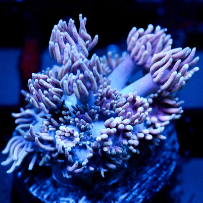 JC Witches Finger's goni