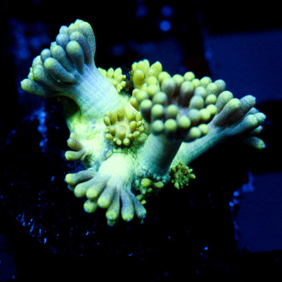 JC Neon Bliss Goni