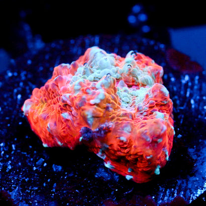 JC Citrus Dream chalice