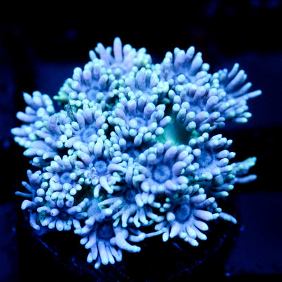 JC Beachy Breeze Goni