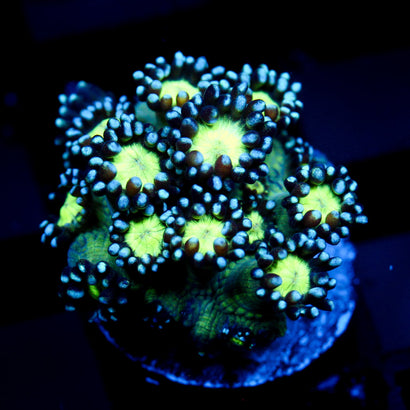 JC Cobalt Greed Goni