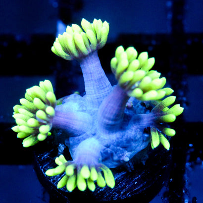 JC Alien Abduction Goni